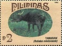 Tamaraw (Bubalus mindorensis)