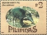 Visayan Warty Pig (Sus cebifrons)