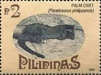 Asian Palm Civet (Paradoxurus philippensis)