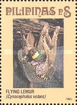 Philippine Flying Lemur (Cynocephalus volans)