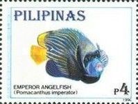 Emperor Angelfish (Pomacanthus imperator)