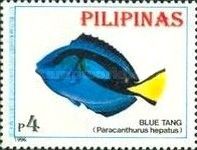 Blue Tang (Paracanthurus hepatus)