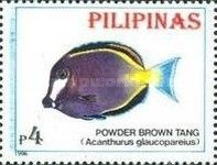 Powder Brown Tang (Acanthurus glaucopareius)