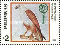 Brahminy Kite (Haliastur indus)