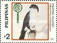 Philippine Falconet (Microhierax erythrogenys)
