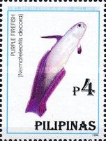 Purple Firefish (Nemateleotris decora)