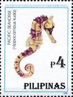 Pacific Seahorse (Hippocampus kuda)