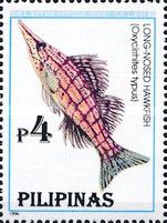 Longnose Hawkfish (Oxycirrhites typus)