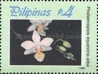 Phalaenopsis equestris-alba