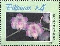 Aerides lawrenceae