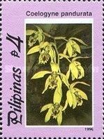Coelogyne pandurata