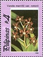 Vanda merrillii var. rotorii