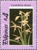 Cymbidium allciae