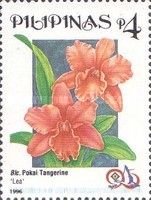 Blc. Pokai Tangerine