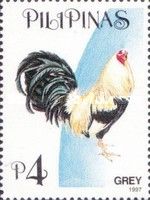 Grey (Gallus gallus domesticus)