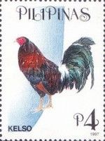 Kelso (Gallus gallus domesticus)