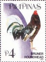 Bruner Roundhead (Gallus gallus domesticus)