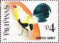 Hatch Grey (Gallus gallus domesticus)