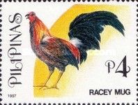 Racey Mug (Gallus gallus domesticus)