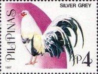 Silver Grey (Gallus gallus domesticus)