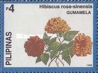 Hibiscus rosa sinensis
