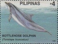 Common Bottlenose Dolphin (Tursiops truncatus)