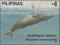 Humpback Whale (Megaptera novaeangliae)
