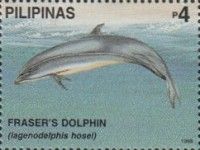 Fraser's Dolphin (Lagenodelphis hosei)