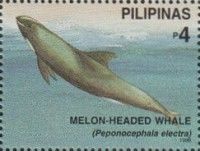 Melon-headed Whale (Peponocephala electra)
