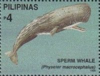 Sperm Whale (Physeter macrocephalus()