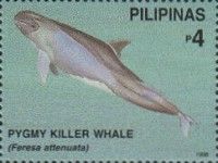 Pygmy Killer Whale (Feresa attenuata)