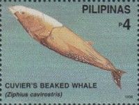 Cuvier's Beaked Whale (Ziphius cavirostris)
