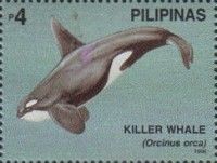 Killer Whale (Orcinus orca)