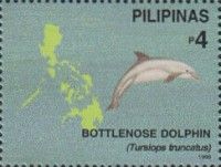 Common Bottlenose Dolphin (Tursiops truncatus)