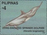 Long-snouted Spinner Dolphin (Stenella longirostris)