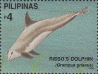 Risso's Dolphin (Grampus griseus)