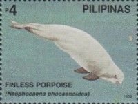 Indo-Pacific Finless Porpoise (Neophocaena phocaenoides)