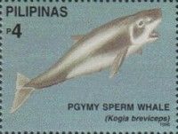 Pygmy Sperm Whale (Kogia breviceps)