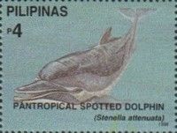 Pantropical Spotted Dolphin (Stenella attenuata)