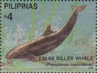 False Killer Whale (Pseudorca crassidens)
