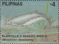 Blainville's Beaked Whale (Mesoplodon densirostris)