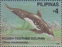 Rough-Toothed Dolphin (Steno bredanensis)