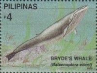 Bryde's Whale (Balaenoptera edeni)