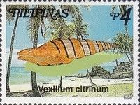 Queen Mitre (Vexillum citrinum)