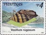 Rugose Mitre (Vexillum rugosum)