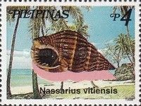 Dog Whelk Snail (Nassarius vitiensis)