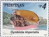Imperial Volute (Cymbiola imperialis)