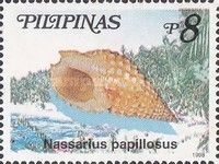 Pimpled Nassa (Nassarius papillosus)