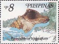 Trapezium Horse Conch (Fasciolaria trapezium)