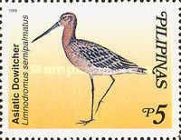 Asiatic Dowitcher (Limnodromus semipalmatus)
